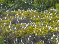 Egrets are gathering in a forest in Suqian, Jiangsu province, China, on July 21, 2024. (