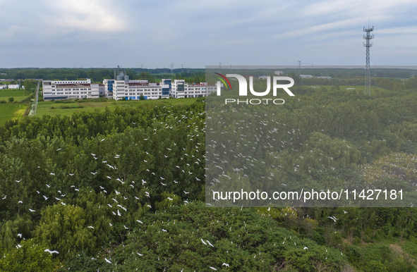 Egrets are gathering in a forest in Suqian, Jiangsu province, China, on July 21, 2024. 