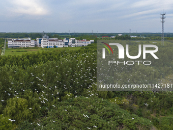 Egrets are gathering in a forest in Suqian, Jiangsu province, China, on July 21, 2024. (