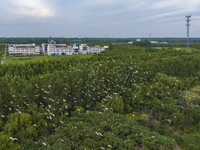 Egrets are gathering in a forest in Suqian, Jiangsu province, China, on July 21, 2024. (