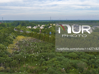 Egrets are gathering in a forest in Suqian, Jiangsu province, China, on July 21, 2024. (