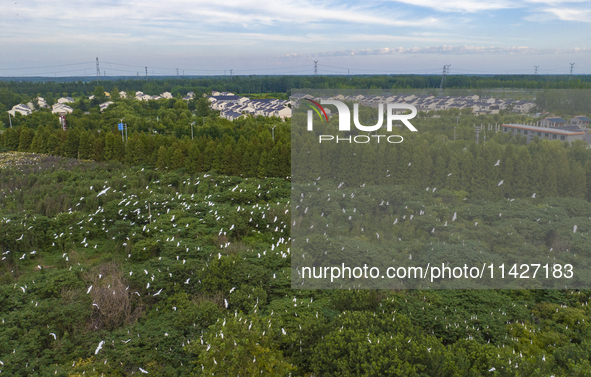 Egrets are gathering in a forest in Suqian, Jiangsu province, China, on July 21, 2024. 