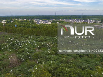 Egrets are gathering in a forest in Suqian, Jiangsu province, China, on July 21, 2024. (