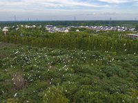 Egrets are gathering in a forest in Suqian, Jiangsu province, China, on July 21, 2024. (