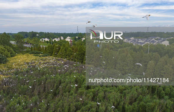 Egrets are gathering in a forest in Suqian, Jiangsu province, China, on July 21, 2024. 