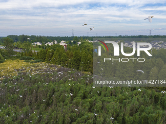 Egrets are gathering in a forest in Suqian, Jiangsu province, China, on July 21, 2024. (