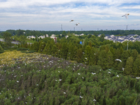 Egrets are gathering in a forest in Suqian, Jiangsu province, China, on July 21, 2024. (