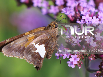 A Silver-spotted Skipper Butterfly (Epargyreus clarus) is drinking nectar from a flower in Toronto, Ontario, Canada, on July 13, 2024. (