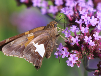 A Silver-spotted Skipper Butterfly (Epargyreus clarus) is drinking nectar from a flower in Toronto, Ontario, Canada, on July 13, 2024. (