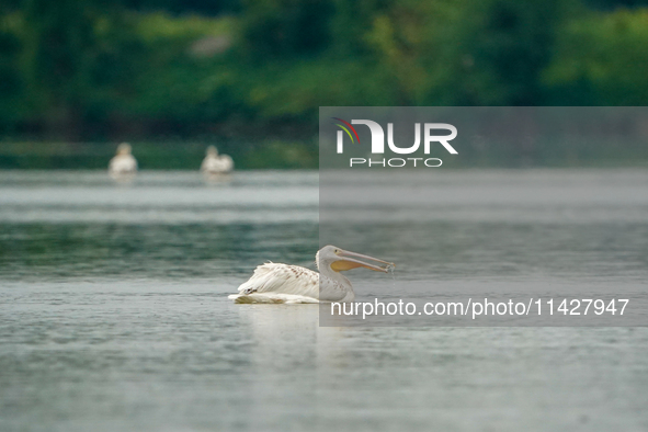 An American white pelican is looking for food during the early morning hours at the Oxbow Nature Conservancy in Lawrenceburg, Indiana, on Ju...