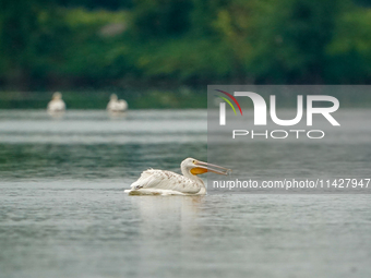 An American white pelican is looking for food during the early morning hours at the Oxbow Nature Conservancy in Lawrenceburg, Indiana, on Ju...