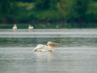 An American white pelican is looking for food during the early morning hours at the Oxbow Nature Conservancy in Lawrenceburg, Indiana, on Ju...