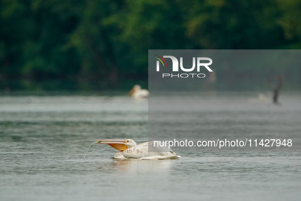 An American white pelican is looking for food during the early morning hours at the Oxbow Nature Conservancy in Lawrenceburg, Indiana, on Ju...