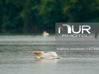 An American white pelican is looking for food during the early morning hours at the Oxbow Nature Conservancy in Lawrenceburg, Indiana, on Ju...