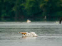 An American white pelican is looking for food during the early morning hours at the Oxbow Nature Conservancy in Lawrenceburg, Indiana, on Ju...