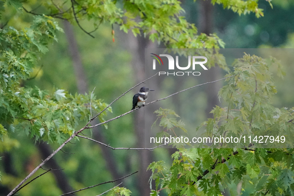 A belted-kingfisher is looking for food during the early morning hours at the Oxbow Nature Conservancy in Lawrenceburg, Indiana, on July 22,...