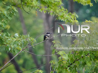 A belted-kingfisher is looking for food during the early morning hours at the Oxbow Nature Conservancy in Lawrenceburg, Indiana, on July 22,...