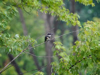 A belted-kingfisher is looking for food during the early morning hours at the Oxbow Nature Conservancy in Lawrenceburg, Indiana, on July 22,...