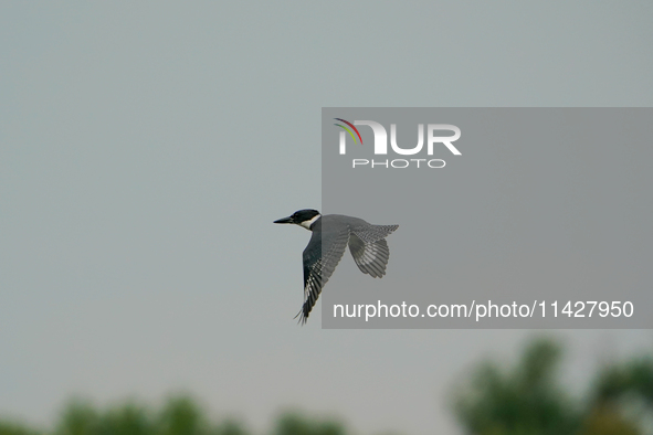 A belted-kingfisher is looking for food during the early morning hours at the Oxbow Nature Conservancy in Lawrenceburg, Indiana, on July 22,...