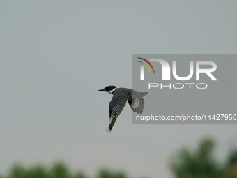 A belted-kingfisher is looking for food during the early morning hours at the Oxbow Nature Conservancy in Lawrenceburg, Indiana, on July 22,...