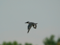 A belted-kingfisher is looking for food during the early morning hours at the Oxbow Nature Conservancy in Lawrenceburg, Indiana, on July 22,...