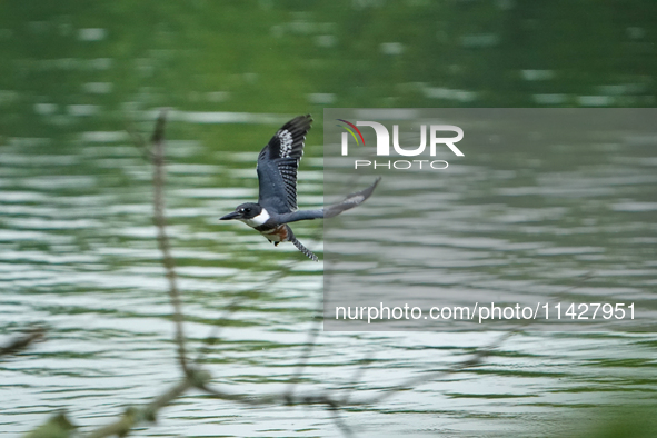 A belted-kingfisher is looking for food during the early morning hours at the Oxbow Nature Conservancy in Lawrenceburg, Indiana, on July 22,...