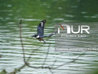 A belted-kingfisher is looking for food during the early morning hours at the Oxbow Nature Conservancy in Lawrenceburg, Indiana, on July 22,...