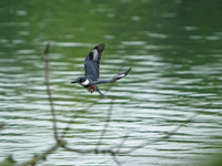 A belted-kingfisher is looking for food during the early morning hours at the Oxbow Nature Conservancy in Lawrenceburg, Indiana, on July 22,...