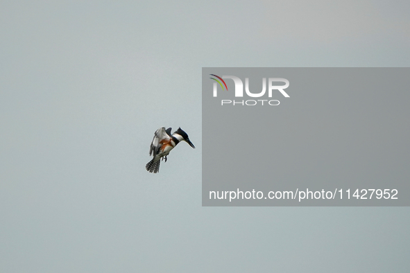 A belted-kingfisher is looking for food during the early morning hours at the Oxbow Nature Conservancy in Lawrenceburg, Indiana, on July 22,...