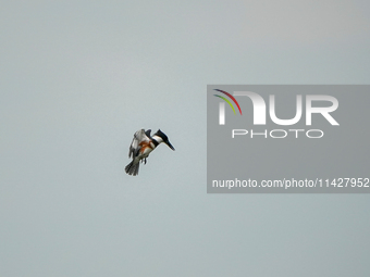 A belted-kingfisher is looking for food during the early morning hours at the Oxbow Nature Conservancy in Lawrenceburg, Indiana, on July 22,...