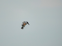 A belted-kingfisher is looking for food during the early morning hours at the Oxbow Nature Conservancy in Lawrenceburg, Indiana, on July 22,...