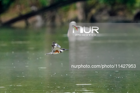 A belted-kingfisher is looking for food during the early morning hours at the Oxbow Nature Conservancy in Lawrenceburg, Indiana, on July 22,...