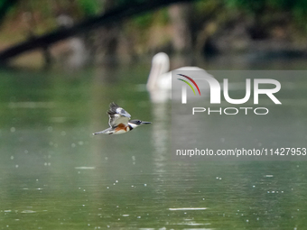 A belted-kingfisher is looking for food during the early morning hours at the Oxbow Nature Conservancy in Lawrenceburg, Indiana, on July 22,...