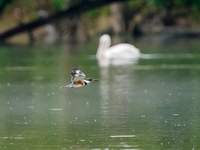 A belted-kingfisher is looking for food during the early morning hours at the Oxbow Nature Conservancy in Lawrenceburg, Indiana, on July 22,...