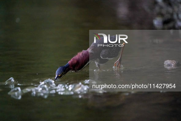 A green heron is looking for food during the early morning hours at the Oxbow Nature Conservancy in Lawrenceburg, Indiana, on July 22, 2024....