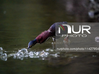 A green heron is looking for food during the early morning hours at the Oxbow Nature Conservancy in Lawrenceburg, Indiana, on July 22, 2024....