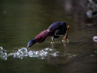 A green heron is looking for food during the early morning hours at the Oxbow Nature Conservancy in Lawrenceburg, Indiana, on July 22, 2024....