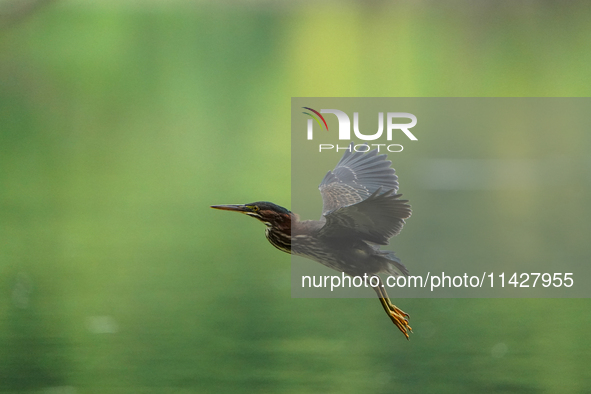 A green heron is looking for food during the early morning hours at the Oxbow Nature Conservancy in Lawrenceburg, Indiana, on July 22, 2024....