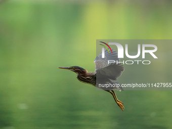 A green heron is looking for food during the early morning hours at the Oxbow Nature Conservancy in Lawrenceburg, Indiana, on July 22, 2024....