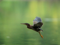 A green heron is looking for food during the early morning hours at the Oxbow Nature Conservancy in Lawrenceburg, Indiana, on July 22, 2024....