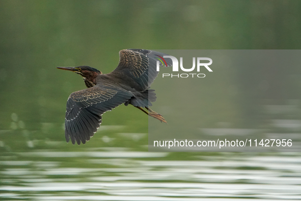 A green heron is looking for food during the early morning hours at the Oxbow Nature Conservancy in Lawrenceburg, Indiana, on July 22, 2024....