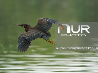 A green heron is looking for food during the early morning hours at the Oxbow Nature Conservancy in Lawrenceburg, Indiana, on July 22, 2024....