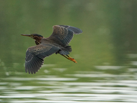 A green heron is looking for food during the early morning hours at the Oxbow Nature Conservancy in Lawrenceburg, Indiana, on July 22, 2024....