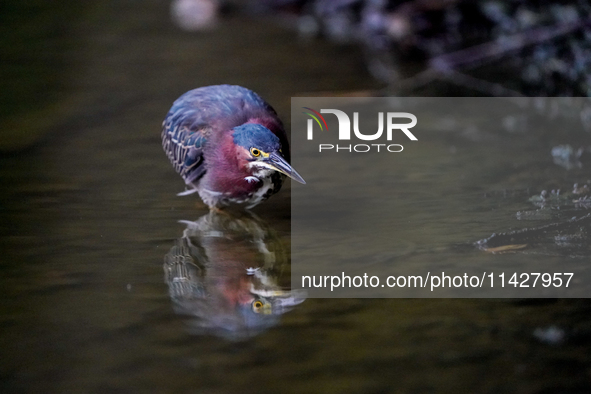 A green heron is looking for food during the early morning hours at the Oxbow Nature Conservancy in Lawrenceburg, Indiana, on July 22, 2024....