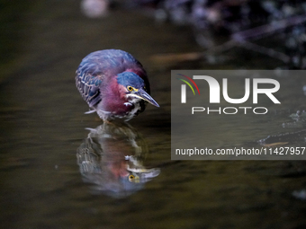 A green heron is looking for food during the early morning hours at the Oxbow Nature Conservancy in Lawrenceburg, Indiana, on July 22, 2024....