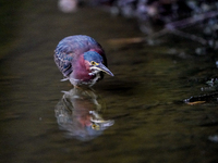 A green heron is looking for food during the early morning hours at the Oxbow Nature Conservancy in Lawrenceburg, Indiana, on July 22, 2024....