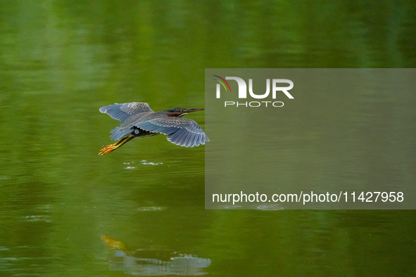 A green heron is looking for food during the early morning hours at the Oxbow Nature Conservancy in Lawrenceburg, Indiana, on July 22, 2024....