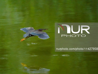 A green heron is looking for food during the early morning hours at the Oxbow Nature Conservancy in Lawrenceburg, Indiana, on July 22, 2024....