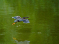 A green heron is looking for food during the early morning hours at the Oxbow Nature Conservancy in Lawrenceburg, Indiana, on July 22, 2024....