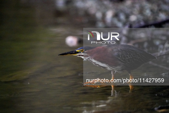 A green heron is looking for food during the early morning hours at the Oxbow Nature Conservancy in Lawrenceburg, Indiana, on July 22, 2024....